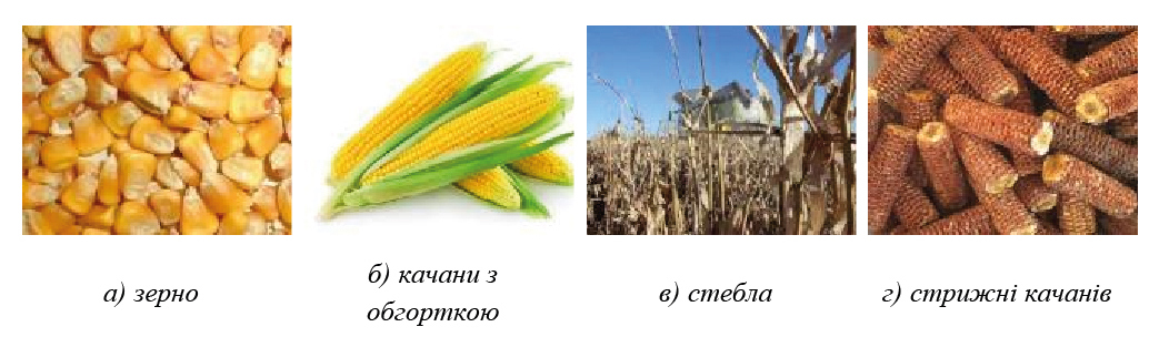 Технологія посіву та вирощування кукурудзи
