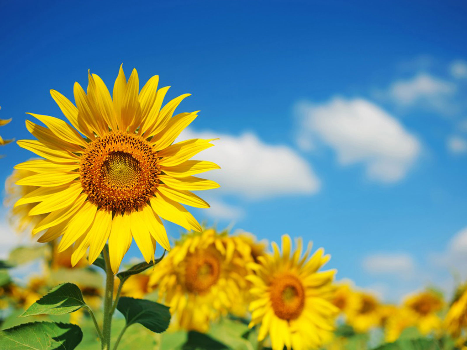 sunflower-residues-harvesting-costs-saf-ukraine