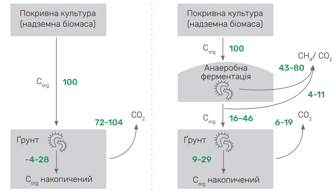 Вуглецевий баланс від внесення в ґрунт надземної біомаси покривної культури та від повернення дигестату після її зброджування.